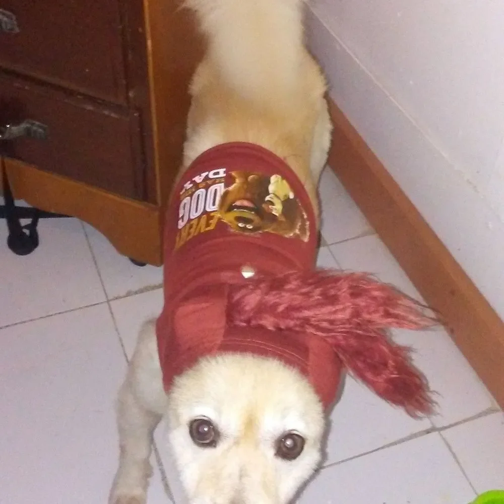 Smedium Doggie top